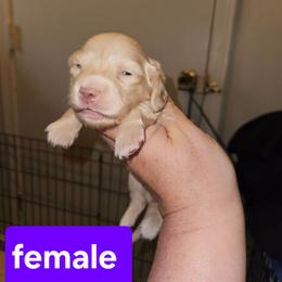 1 - Cream female Dachshund puppy in Lansing, Michigan from Black Thunder 517 Dachshunds and frenchies