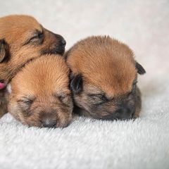 Chinook Puppies from Platform Chinooks
