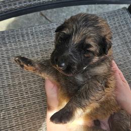 Silver - Sable male German Shepherd puppy in Lebanon, Pennsylvania from East Coast k9's