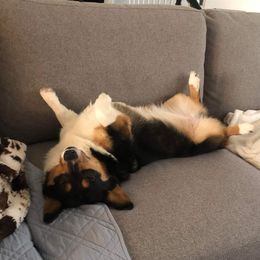 Pembroke Welsh Corgis from Parker's Pembrokes