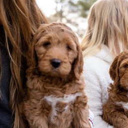 Goldendoodle Puppies from Denver Doodles