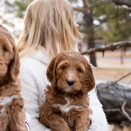 Goldendoodle Puppies from Denver Doodles