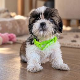 Mochi - Black and tan female Shih Tzu puppy in Downey, California from Cali shih tzu