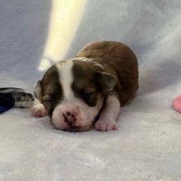 Chiquita - Black sabled fawn female Chihuahua puppy in Seneca, Missouri from Stephanie’s Puppy Colony