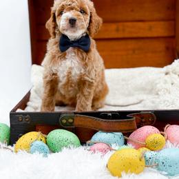 NC Doodle Puppies in Appleton, WI