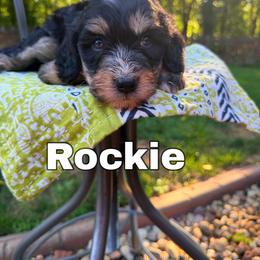 Rockie - Tri-color male Bernedoodle puppy in Sherman, Illinois from Shirl Doodle Life