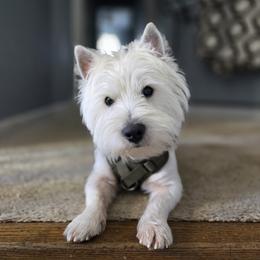 Georgie - West Highland White Terrier