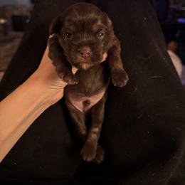 Boy - Chocolate male Lowchen puppy in Lexington, Kentucky from Willowcreek Kennel