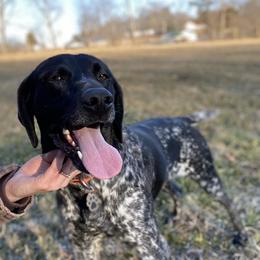 Hank - German Shorthaired Pointer