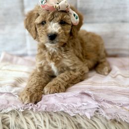 Daisy - Red female Cavapoo puppy in Lewiston, Utah from Mountain View Doodles
