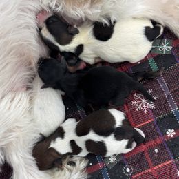 Yorkshire Terrier puppies from A Yorkie Tale