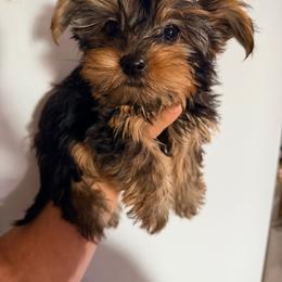 Boy 3 - Black and gold male Yorkshire Terrier puppy in Gilbert, Arizona from Yorkie Your Soulmate Puppy