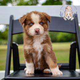 Piglet - Red tri-color female Australian Shepherd puppy in Buena Vista, Colorado from Wigglebutts Unlimited