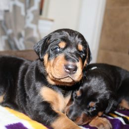 Doberman Pinscher Puppies from Franklin Dobermans