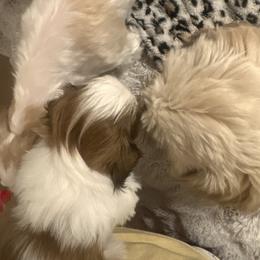 Shih Tzu Puppies from Wood Foo Breeders