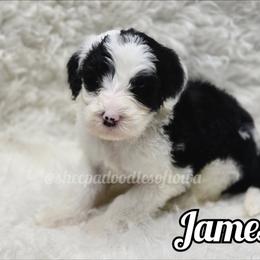 James - Black and white male Sheepadoodle puppy in Iowa Falls, Iowa from Sheepadoodles of Iowa