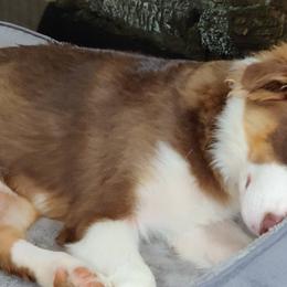 Australian Shepherds and Miniature American Shepherds from Heart2Heart Pups LLC