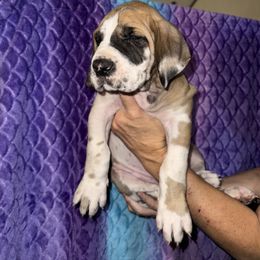 Zeus - Fawn male Great Dane puppy in Orange Grove, Texas from Shadow Veil Dane’s