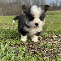 Noah - male American Corgi puppy in Olive Hill, Kentucky from Tompkins Farm