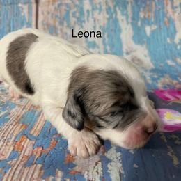 Leona - Merle female Cockapoo puppy in Lebanon, Missouri from Cobbs Creek Canines