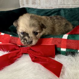 Sugarplum - Orange sable female Pomeranian puppy in Eden, North Carolina from Whippoorwill Pomeranians