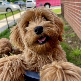 Australian Labradoodle Puppies from Maple Lane Australian Labradoodles