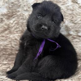 Purple collar - Black female German Shepherd puppy in Canterbury, Connecticut from Nachtwaechter German Shepherds, LLC