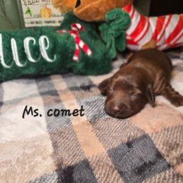 Ms. Comet - Brindle female Dachshund puppy in Bristol, Tennessee from It's Mini Wieners Baby