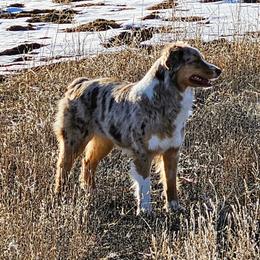 Kitty - female Australian Shepherd puppy in Powell, Wyoming from Waterworth Australian Shepherds