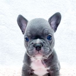 French Bulldog Puppies from Pawzitive Frenchies