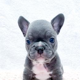 French Bulldog Puppies from Pawzitive Frenchies