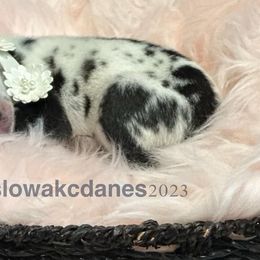 Girl 2 - Harlequin Great Dane puppy in Dundee, Michigan from Weslow AKC Danes