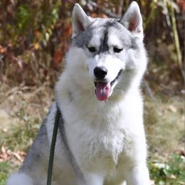 Tune - Gray and white male Siberian Husky puppy in Williamstown, Massachusetts from Gallipoli Pine Siberians