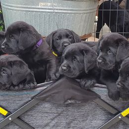 Labrador Retriever Puppies from Labs4Ever Labradors