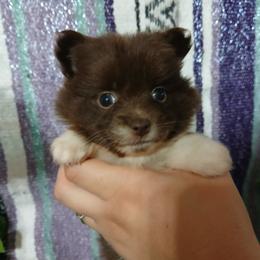 Fiona - Chocolate parti female Pomeranian puppy in Ada, Oklahoma from Once Upon A Fluff