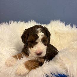 Dubai - Tri-color male Bernedoodle puppy in Waco, Texas from Doodles of Your Dreams (formerly Texana Doodles)