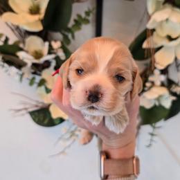 Elmo - Buff and white male Cocker Spaniel puppy in Platteville, Wisconsin from Elk Grove Cocker Spainels