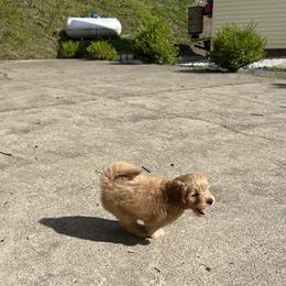 Goldendoodle Puppies from Coal Country Doodles