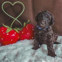 Iris - Brown female Poodle puppy in Midwest City, Oklahoma from Strawberry Hill Puppy Patch