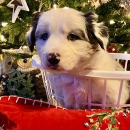 Greta - Blue merle female Australian Shepherd puppy in Neola, Utah from Wall To Wall Aussies