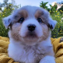 Thyme - Australian Shepherd puppy from Louvre Australian Shepherds