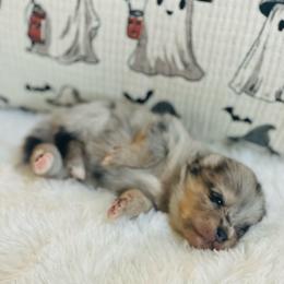 Paloma - Merle female Pomsky puppy in Greenville, South Carolina from Thicketty Mountain Pomskies