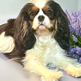 Sierra - Cavalier King Charles Spaniel