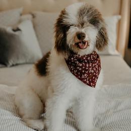 Bernedoodles from Bouse Bernedoodles
