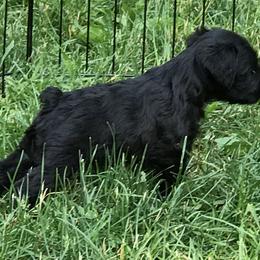 Miniature Schnauzer Puppies from Divine Miniature Schnauzers