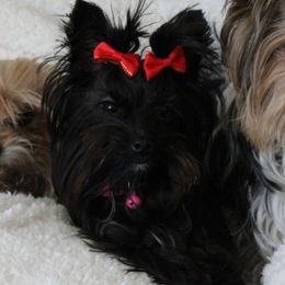 Ruby - Yorkshire Terrier
