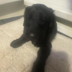 Boy 2 - Black male Flat-Coated Retriever puppy in Medina, Ohio from Dahlia Lane Border Collies and Exotic Flat Coated Retrievers