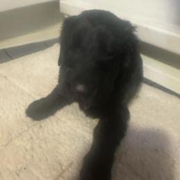 Boy 2 - Black male Flat-Coated Retriever puppy in Medina, Ohio from Dahlia Lane Border Collies and Exotic Flat Coated Retrievers