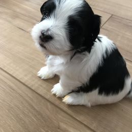 Havanese Puppies from Selah Havanese