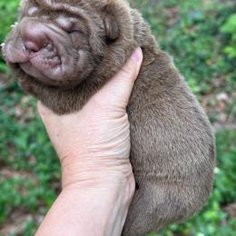 Leia - Brown female Chinese Shar-Pei puppy in North Carolina from Amy Mahaffey's Chinese Shar-Pei